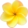 Perfume note: Frangipani