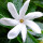Perfume note: Tiare Flower