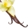 Perfume note: Vanilla